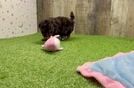 Cute Havapoo Baby