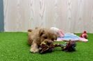 Happy Maltipoo Baby