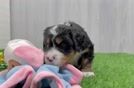 Mini Bernedoodle Puppy for Adoption