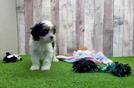 Playful Cavapoodle Poodle Mix Puppy