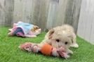 Maltipoo Pup Being Cute