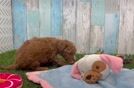 Meet Celine - our Cavapoo Puppy Video