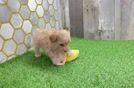 Funny Maltipoo Poodle Mix Pup