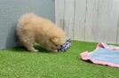 Meet Largo - our Pomeranian Puppy Video