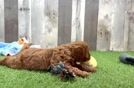 Meet Oceana - our Cavapoo Puppy Video