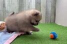 Funny Pomeranian Purebred Pup