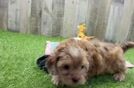 Shih Poo Puppy for Adoption