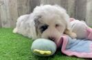 Mini Sheepadoodle Pup Being Cute