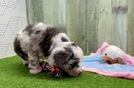 Mini Aussiedoodle Pup Being Cute