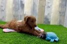 Best Mini Goldendoodle Baby