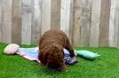 Popular Mini Irish Doodle Poodle Mix Pup