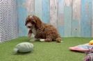 Hypoallergenic Cavadoodle Poodle Mix Puppy