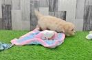 Maltipoo Puppy for Adoption