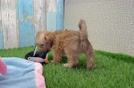 Yorkie Poo Pup Being Cute