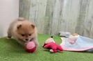 Akc Registered Pomeranian Baby