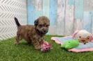 Happy Poochon Baby