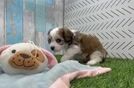 Fluffy Cavachon Designer Pup