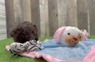 Energetic Bichon Havanes Purebred Puppy