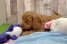 Cockapoo Pup Being Cute