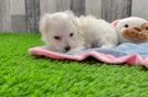 Small Maltipoo Baby