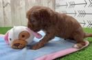 Petite Cavapoo Poodle Mix Pup