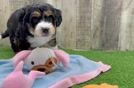 Smart Mini Bernedoodle Poodle Mix Pup