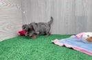 Yorkie Poo Puppy for Adoption