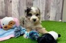 Meet Nightingale - our Mini Aussiedoodle Puppy Video