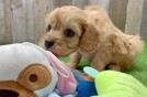 Smart Cavapoo Poodle Mix Pup