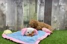 Playful Malt a Poo Poodle Mix Puppy