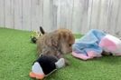 Hypoallergenic Yortese Designer Puppy