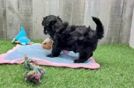 Maltipoo Puppy for Adoption