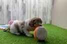 Meet Gucci - our Cockapoo Puppy Video
