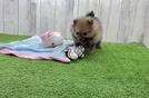Popular Pomeranian Baby