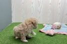 Meet Lawson - our Maltipoo Puppy Video  - Lone Star Pups Cute Maltipoo Baby
