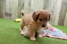 Aussiechon Puppy for Adoption