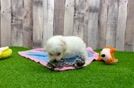 Meet Lucille - our Poodle Puppy Video