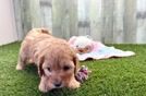 Happy Cavapoo Baby