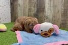 Little Havadoodle Poodle Mix Puppy