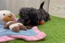 Mini Aussiedoodle Pup Being Cute