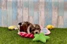 Cavachon Puppy for Adoption