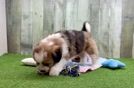 Saussie Puppy for Adoption