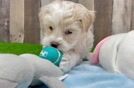 Little Maltese Poodle Poodle Mix Puppy