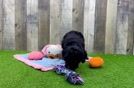 Meet Candy - our Poodle Puppy Video