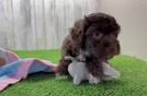 Popular Havapoo Poodle Mix Pup
