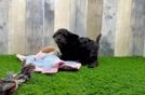 Cockapoo Puppy for Adoption