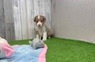 Best Mini Aussiedoodle Baby