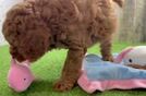 Meet Alf - our Mini Goldendoodle Puppy Video
