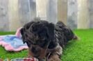 Meet Alexi - our Poodle Puppy Video