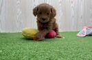 Happy Mini Goldendoodle Baby